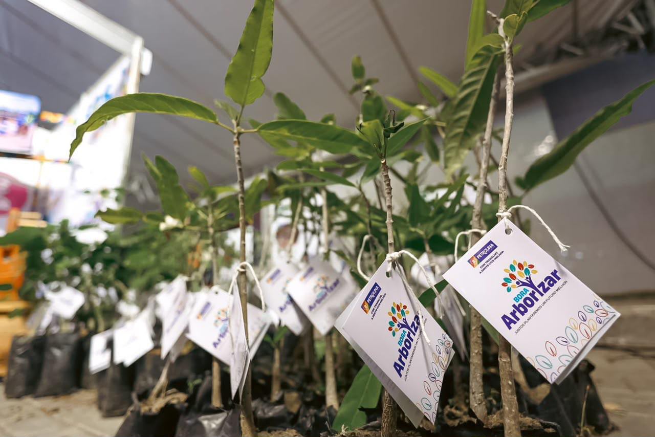 Carro da planta distribui mudas gratuitas quarta-feira (26), em Petrolina
